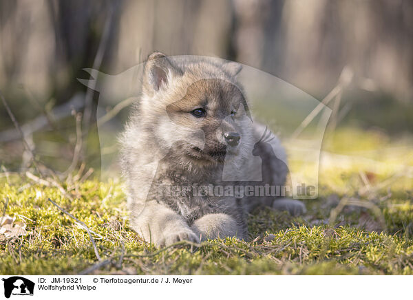 Wolfshybrid Welpe / wolf hybrid cub / JM-19321