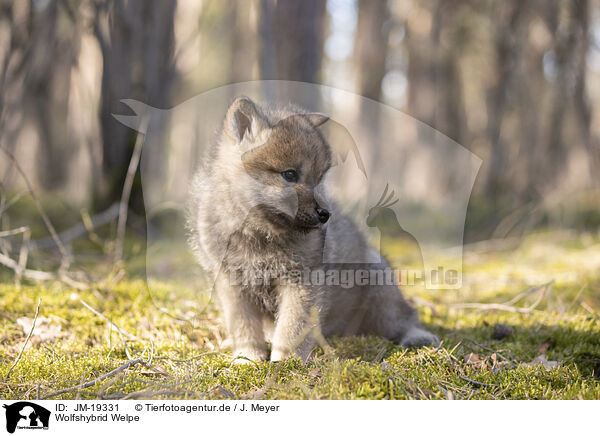 Wolfshybrid Welpe / wolf hybrid cub / JM-19331