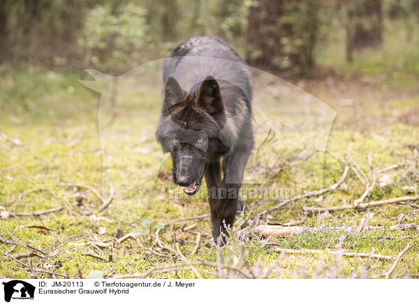 Eurasischer Grauwolf Hybrid / eurasian greywolf hybrid / JM-20113