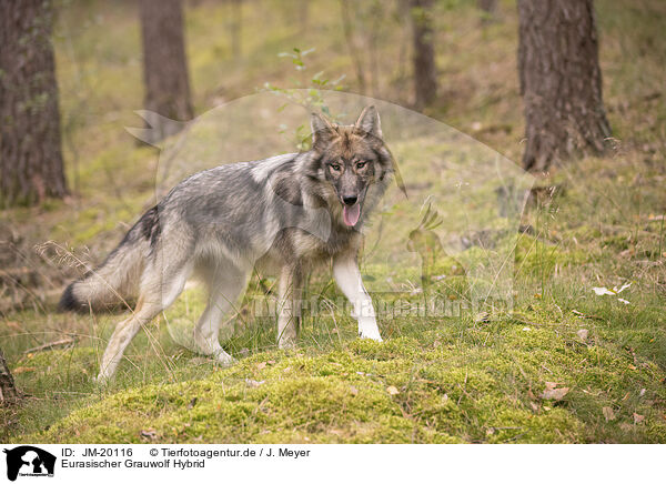 Eurasischer Grauwolf Hybrid / eurasian greywolf hybrid / JM-20116