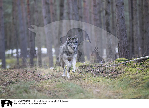 Eurasischer Grauwolf Hybrid / JM-21819