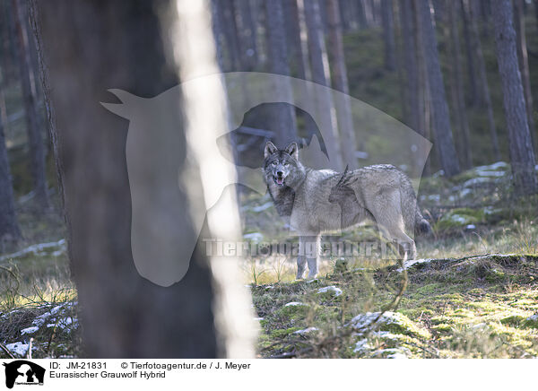 Eurasischer Grauwolf Hybrid / eurasian greywolf hybrid / JM-21831