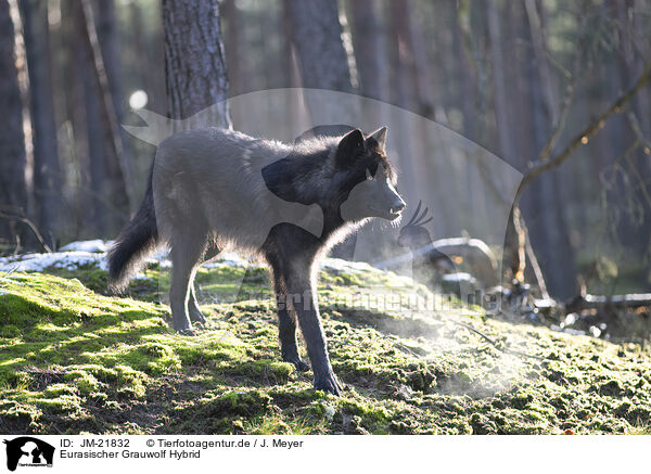 Eurasischer Grauwolf Hybrid / eurasian greywolf hybrid / JM-21832