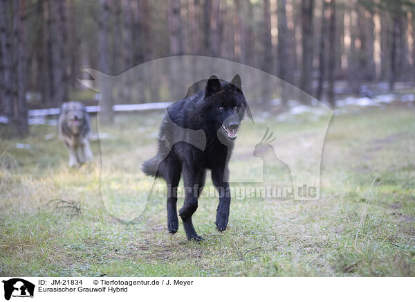 Eurasischer Grauwolf Hybrid / eurasian greywolf hybrid / JM-21834