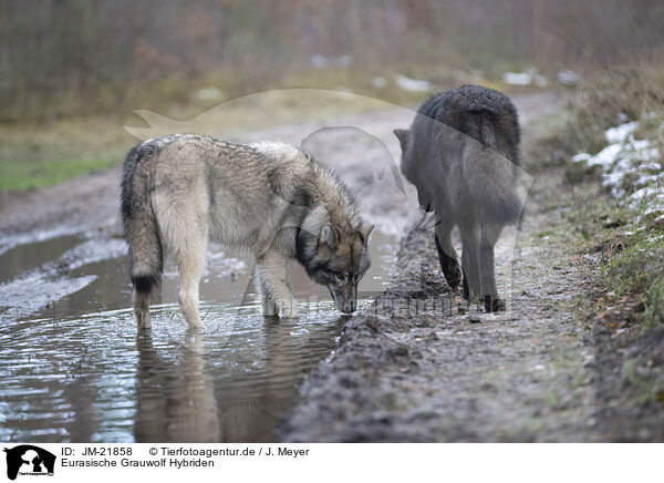 Eurasische Grauwolf Hybriden / eurasian greywolf hybrids / JM-21858