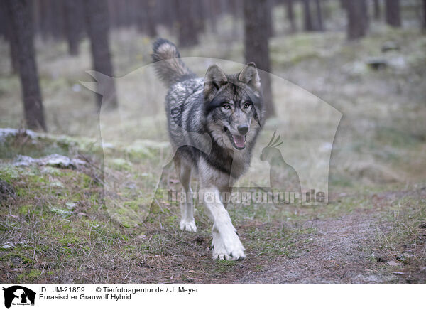 Eurasischer Grauwolf Hybrid / eurasian greywolf hybrid / JM-21859