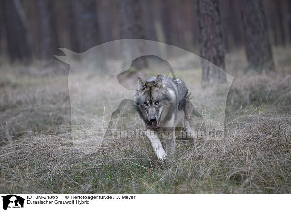 Eurasischer Grauwolf Hybrid / eurasian greywolf hybrid / JM-21865