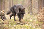 Eurasische Grauwolf Hybriden