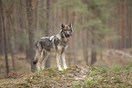 Eurasischer Grauwolf Hybrid