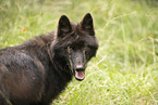 Eurasischer Grauwolf Hybrid