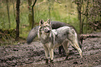 Eurasische Grauwolf Hybriden