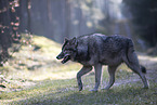 Eurasischer Grauwolf Hybrid