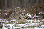 Eurasischer Grauwolf Hybrid