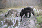 Eurasische Grauwolf Hybriden