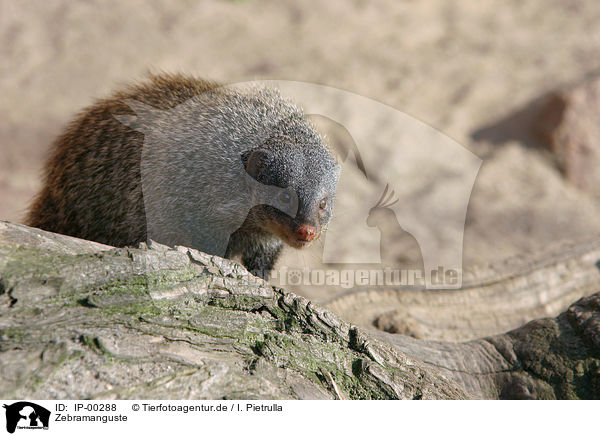 Zebramanguste / banded mongoose / IP-00288