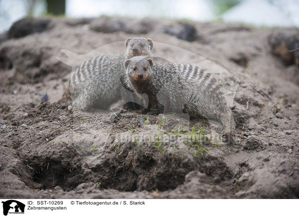 Zebramangusten / banded mongooses / SST-10269