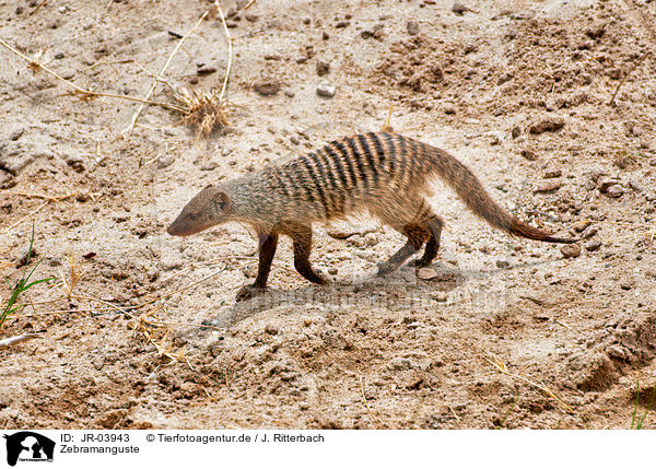 Zebramanguste / banded mongoose / JR-03943