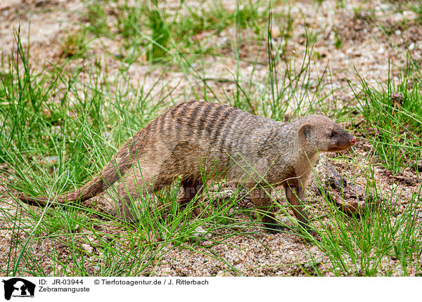 Zebramanguste / banded mongoose / JR-03944