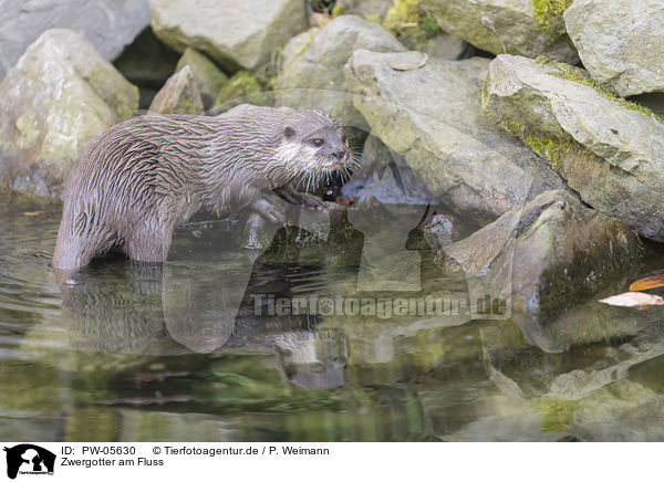 Zwergotter am Fluss / Asian small-clawed otter on the river / PW-05630