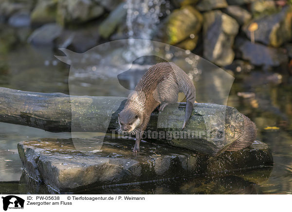 Zwergotter am Fluss / Asian small-clawed otter on the river / PW-05638