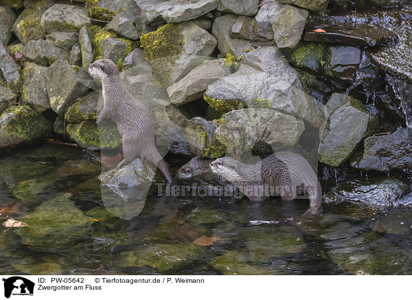 Zwergotter am Fluss / Asian small-clawed otter on the river / PW-05642