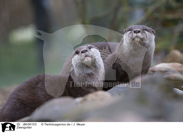 Zwergotter / Asian small-clawed otter / JM-06103