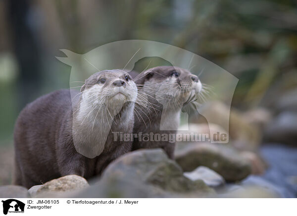 Zwergotter / Asian small-clawed otter / JM-06105