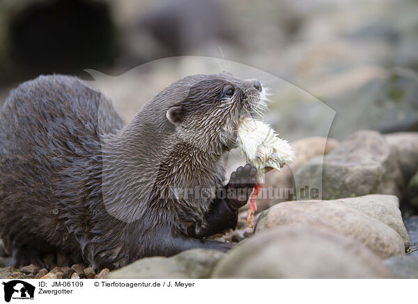 Zwergotter / Asian small-clawed otter / JM-06109