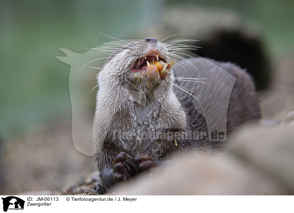 Zwergotter / Asian small-clawed otter / JM-06113