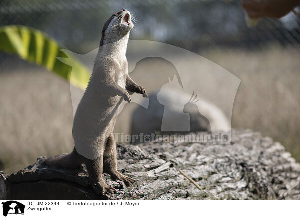 Zwergotter / Asian small-clawed otter / JM-22344