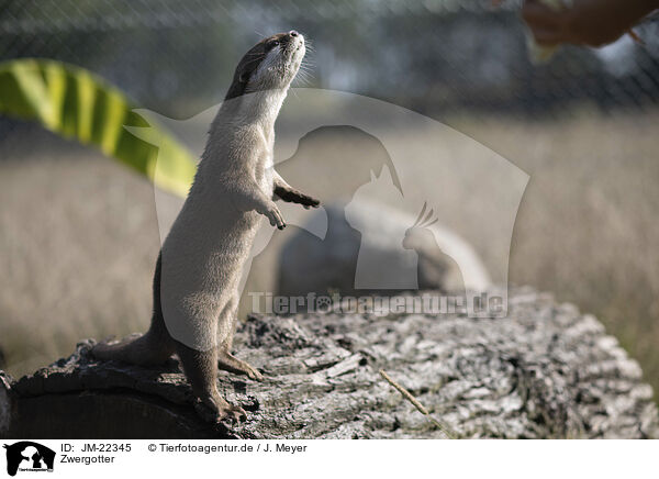 Zwergotter / Asian small-clawed otter / JM-22345