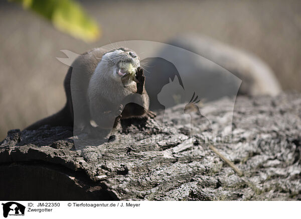 Zwergotter / Asian small-clawed otter / JM-22350