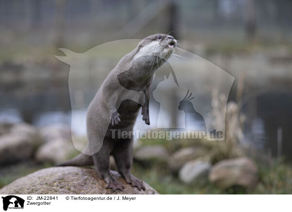 Zwergotter / Asian small-clawed otter / JM-22841