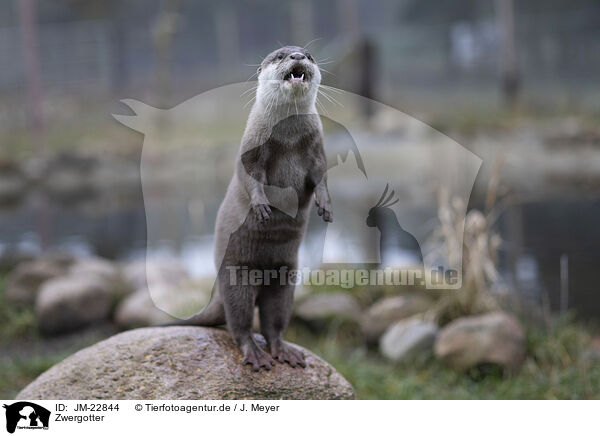 Zwergotter / Asian small-clawed otter / JM-22844