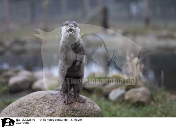 Zwergotter / Asian small-clawed otter / JM-22846