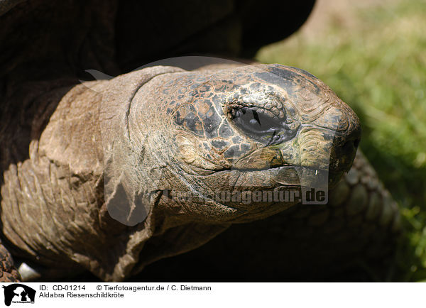 Aldabra Riesenschildkrte / CD-01214