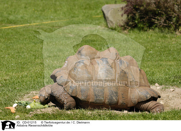 Aldabra Riesenschildkrte / Aldabra giant tortoise / CD-01215