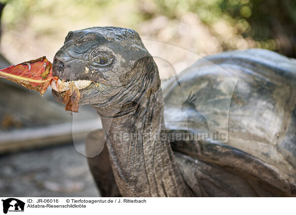 Aldabra-Riesenschildkrte / JR-06016