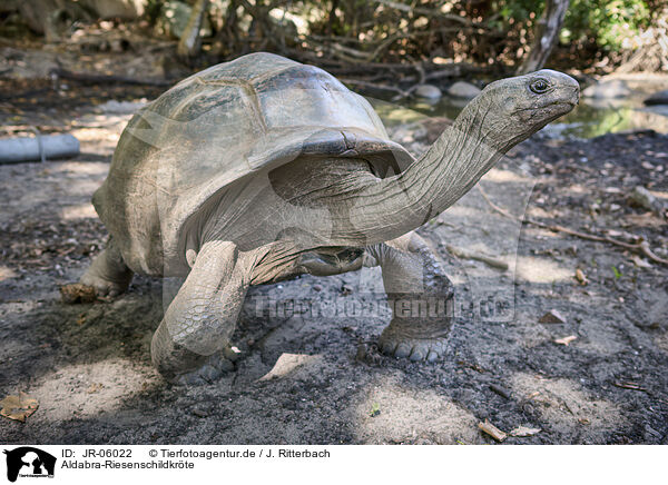 Aldabra-Riesenschildkrte / JR-06022