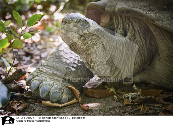 Aldabra-Riesenschildkrte / JR-06027