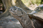 Aldabra-Riesenschildkrte