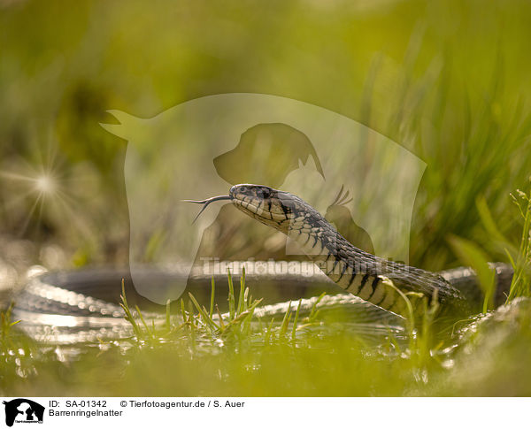 Barrenringelnatter / grass snake / SA-01342