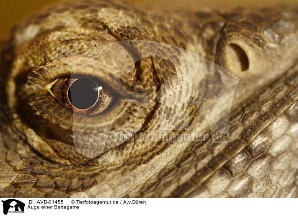 Auge einer Bartagame / eye bearded dragon / AVD-01455