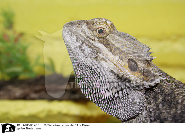 gelbe Bartagame / bearded dragon / AVD-01465