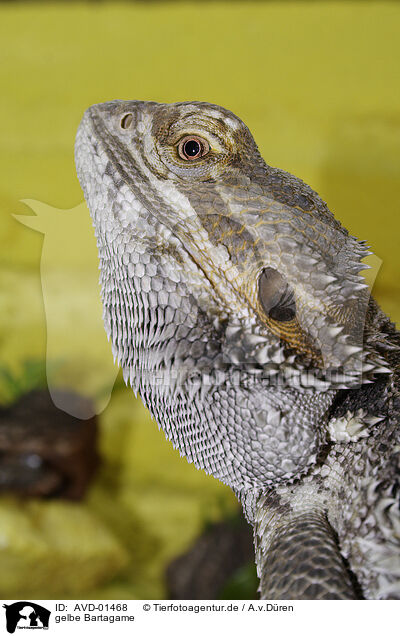 gelbe Bartagame / bearded dragon / AVD-01468