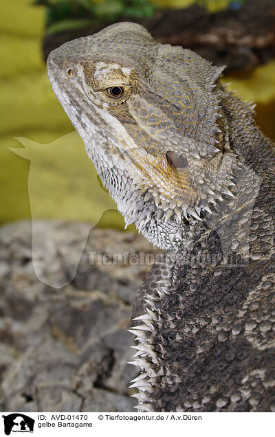 gelbe Bartagame / bearded dragon / AVD-01470