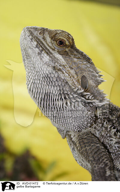 gelbe Bartagame / bearded dragon / AVD-01472