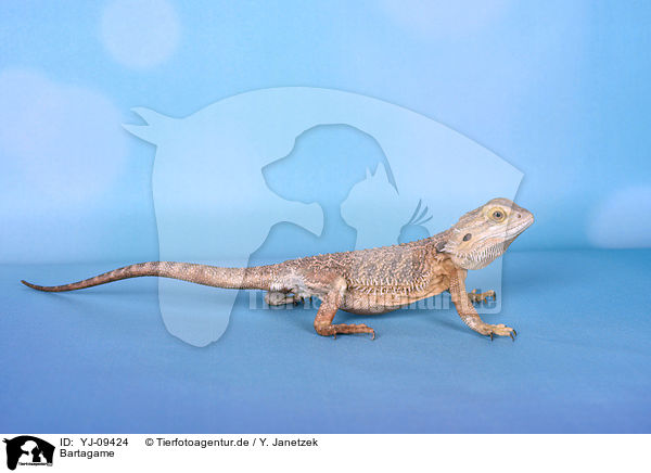 Bartagame / bearded dragon / YJ-09424