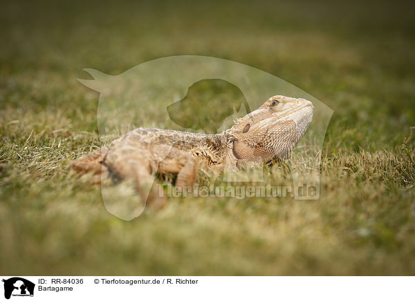 Bartagame / bearded dragon / RR-84036