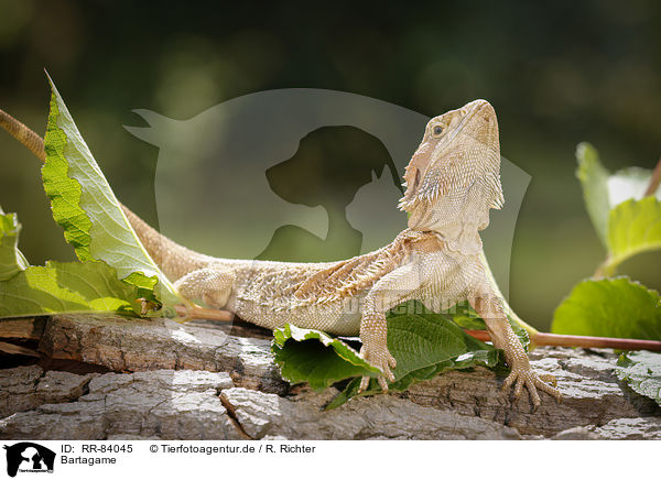 Bartagame / bearded dragon / RR-84045